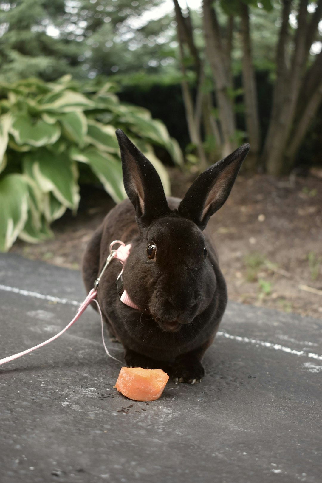 black rabbit on gray concrete road