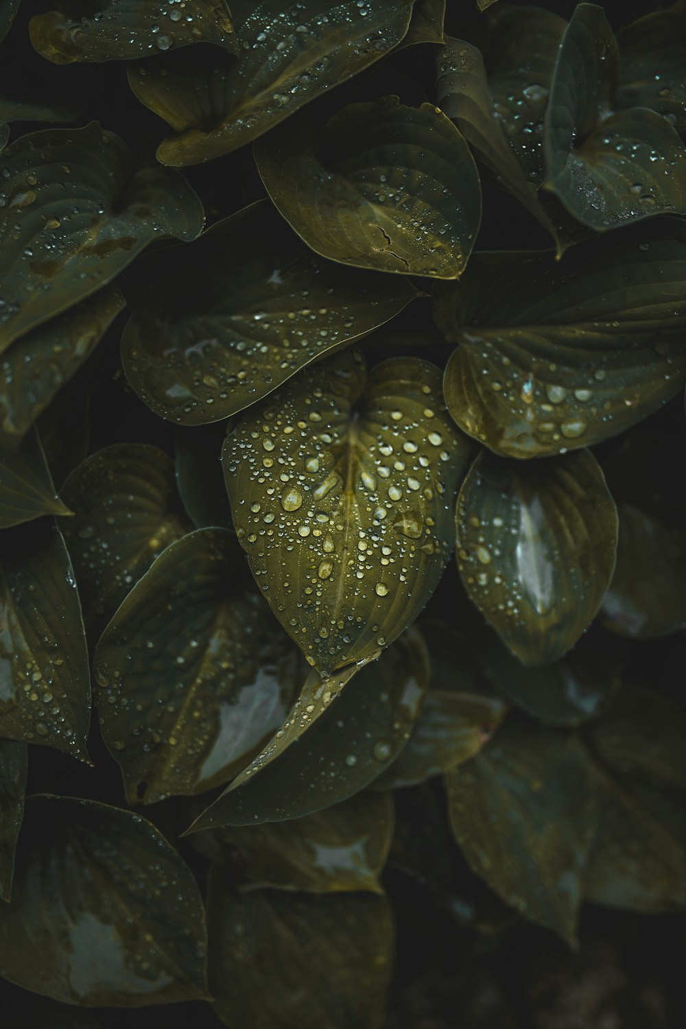 water droplets on green leaves