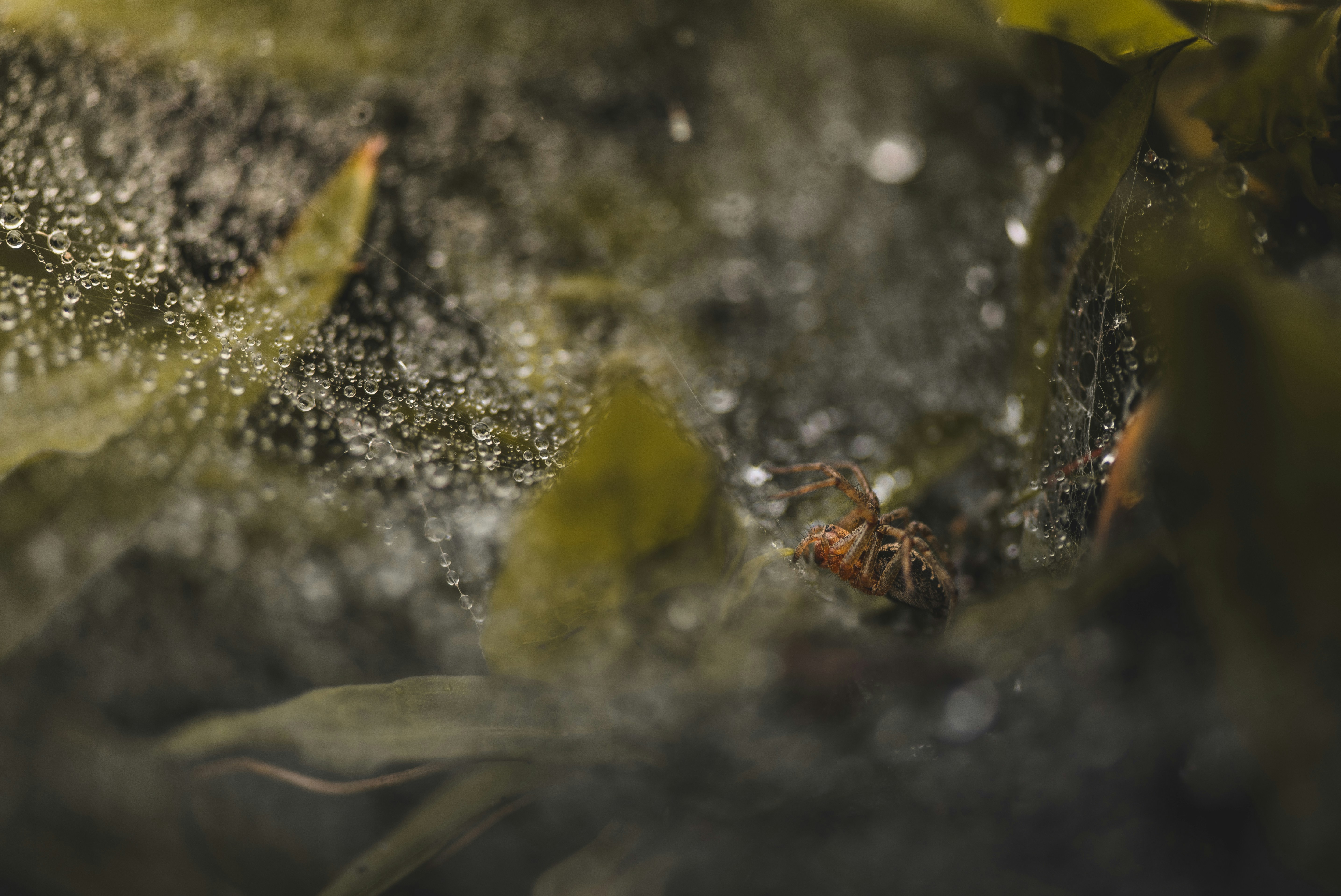 Photo by speedoshots