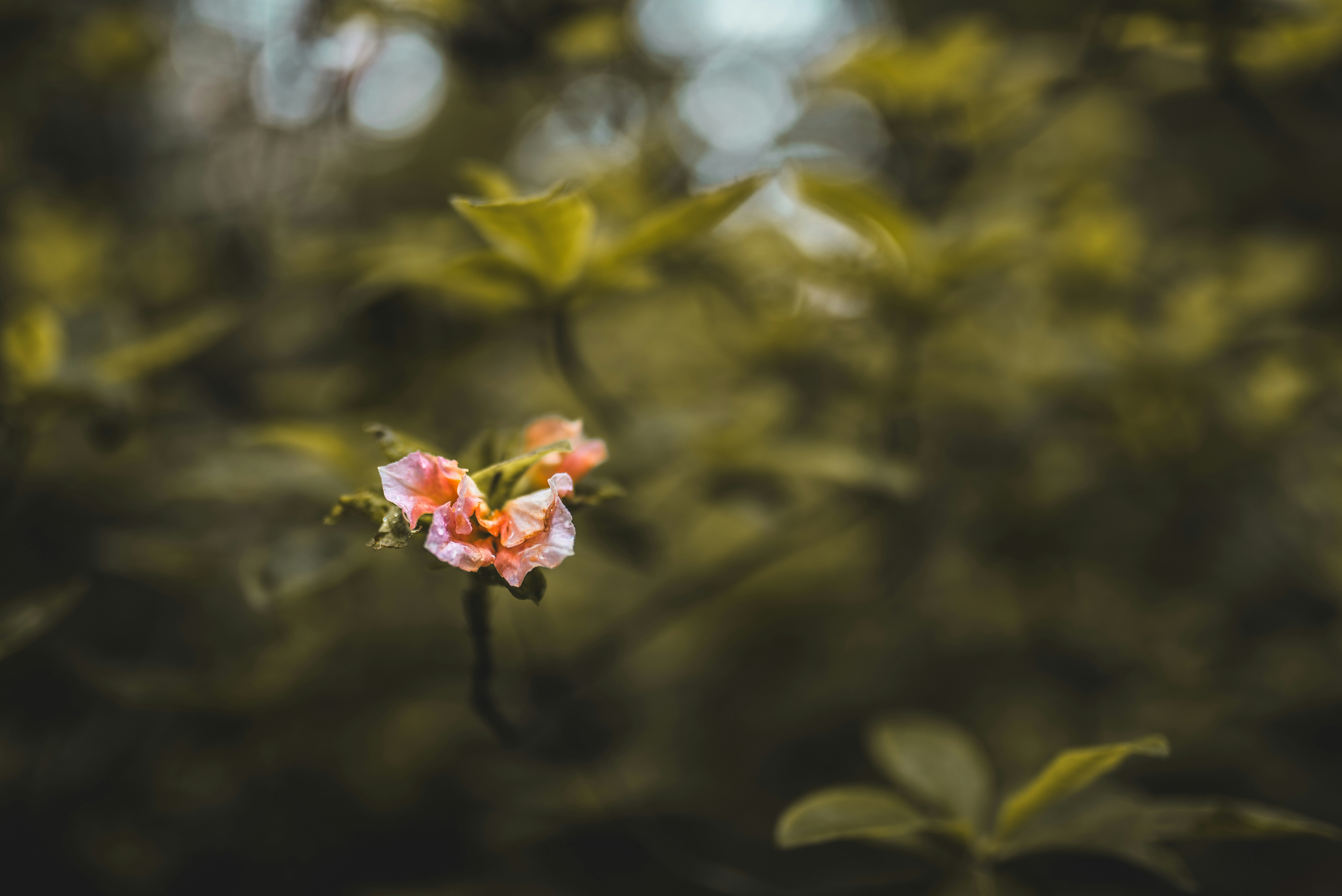 Photo by speedoshots