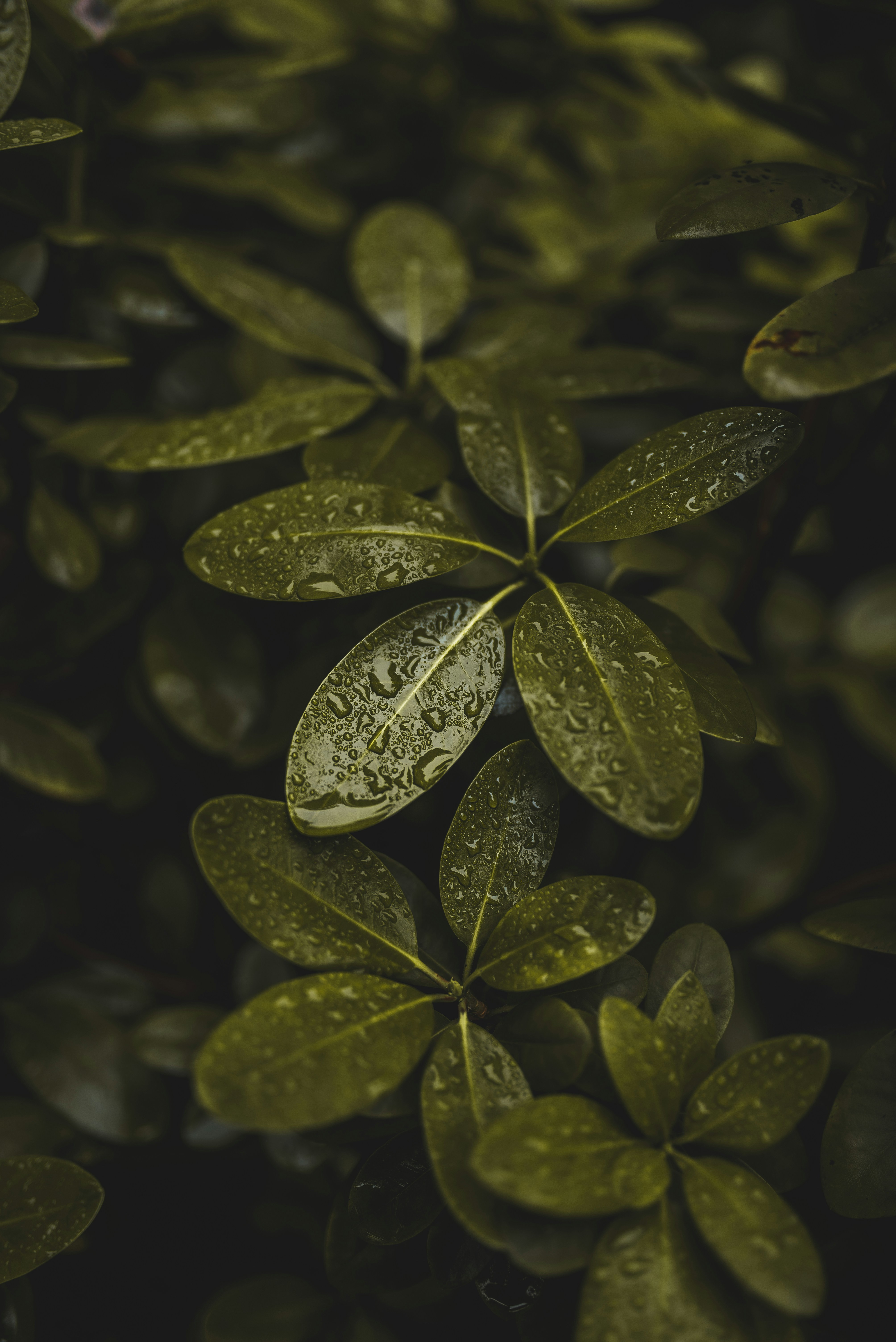 Photo by speedoshots