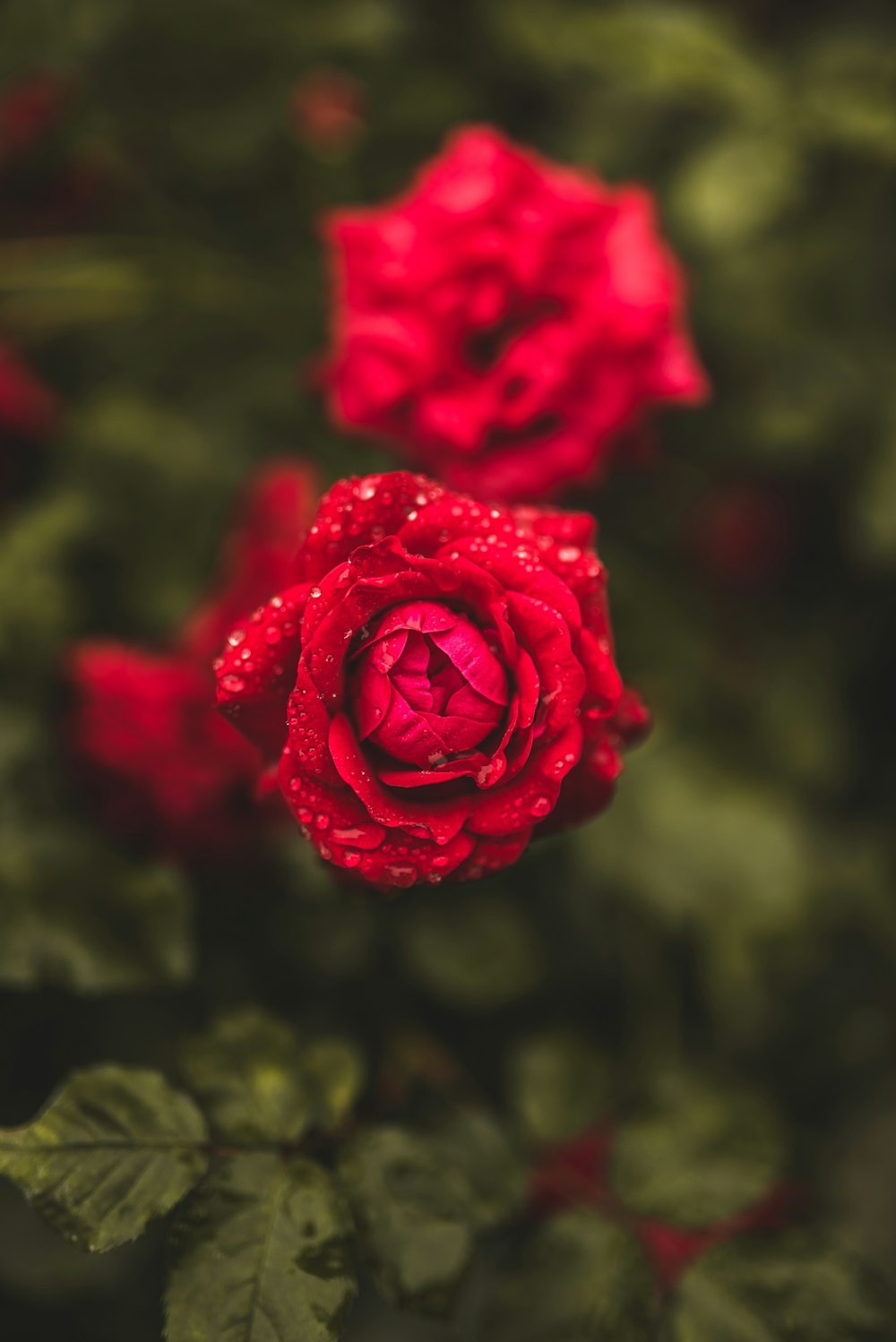 red rose in bloom close up photo