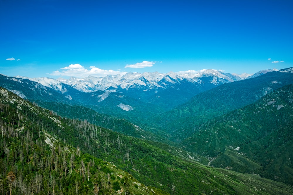 green trees on mountain under blue sky during daytime