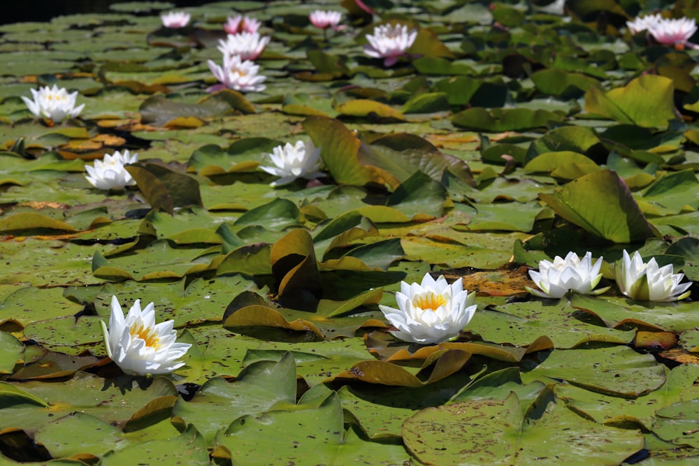 flor de lótus branca na água