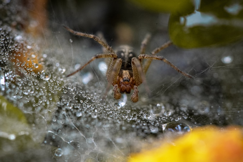 낮 동안 클로즈업 사진에서 거미줄에 갈색 거미