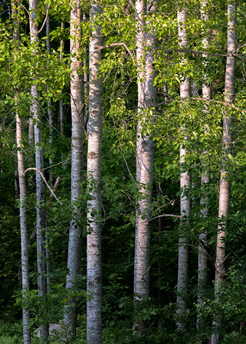 green trees in forest during daytime