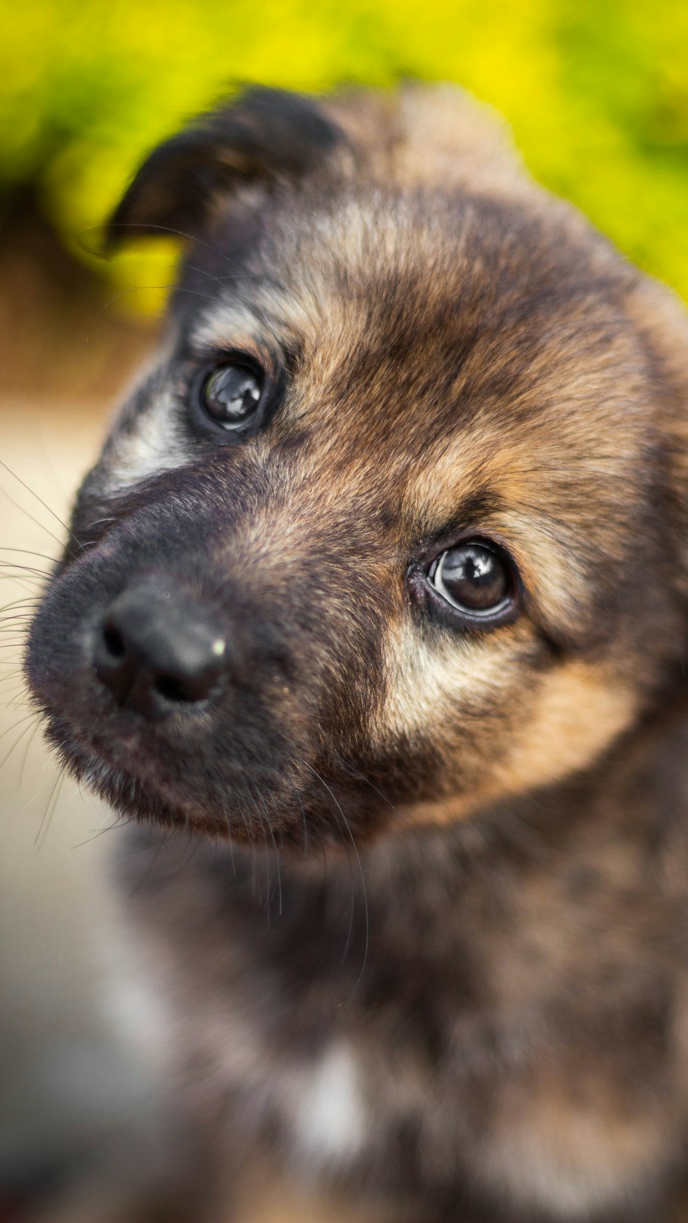 brown and black short coated dog