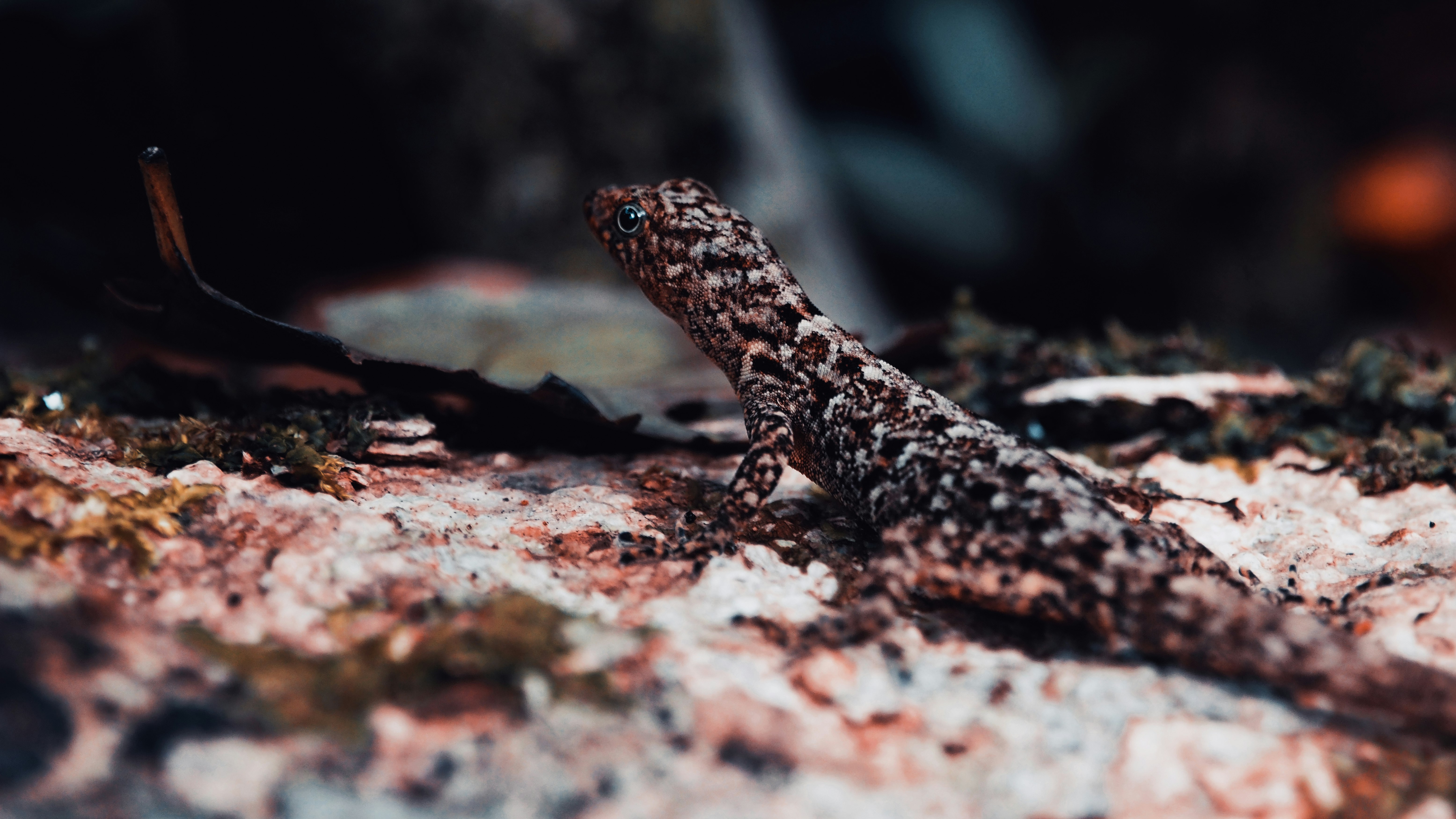 brown and black lizard on brown rock