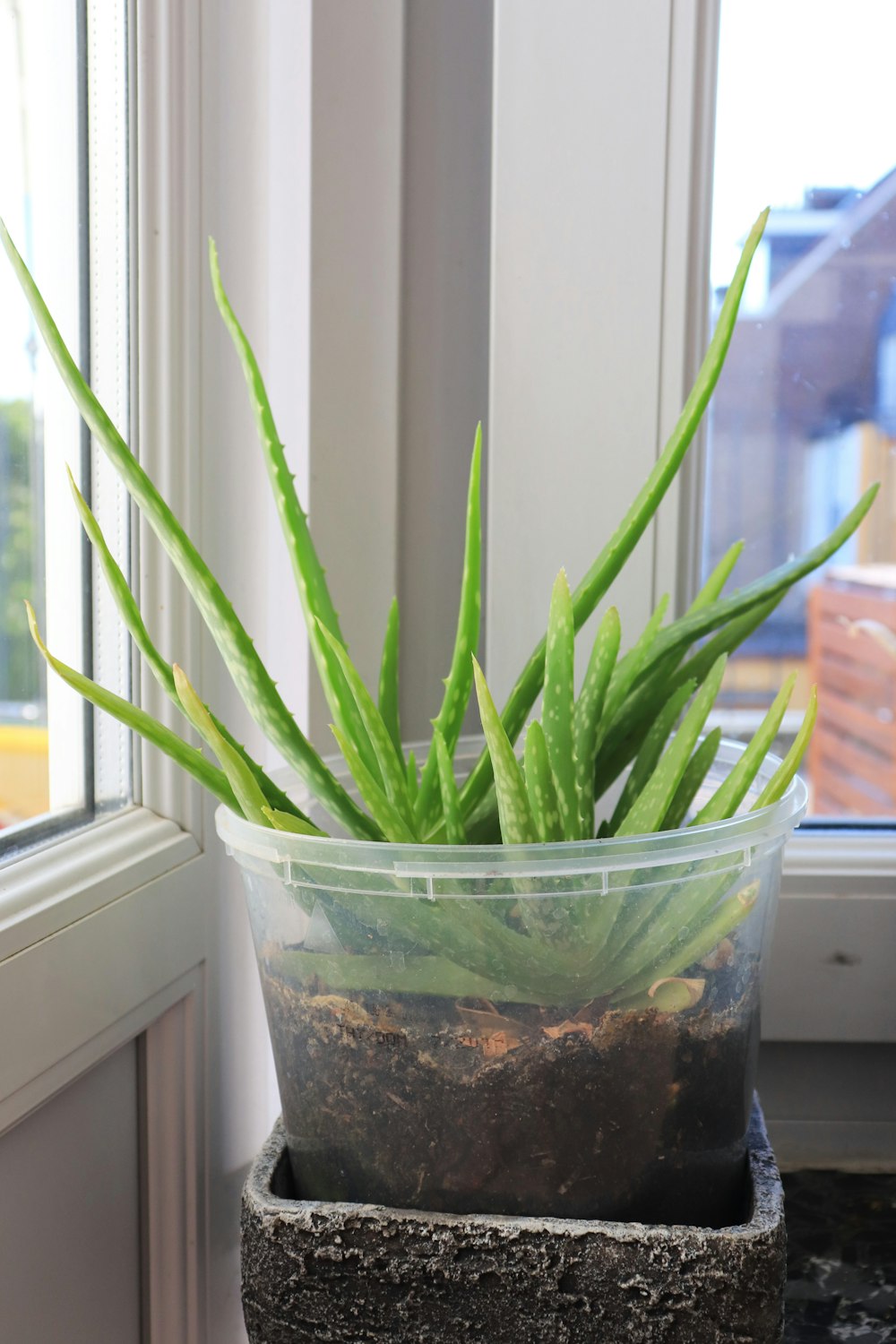 green plant in clear glass pot