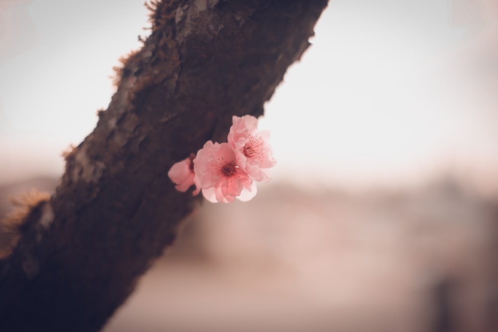 pink flower on brown tree trunk
