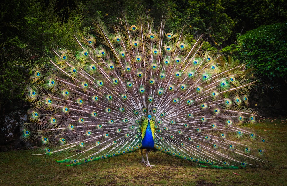 peacock on green grass field during daytime