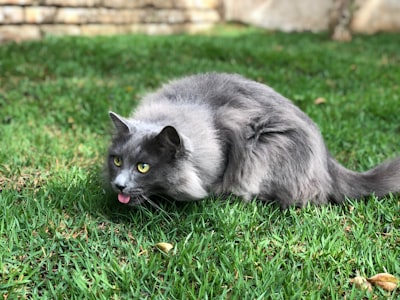 black cat on green grass during daytime