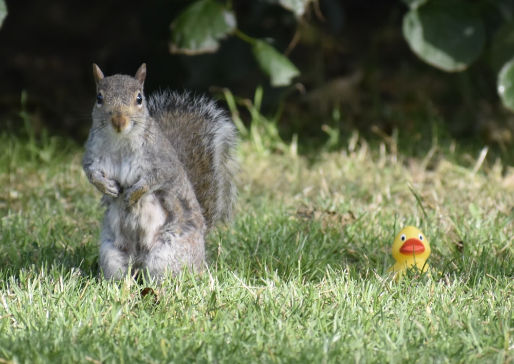gray squirrel on green grass during daytime