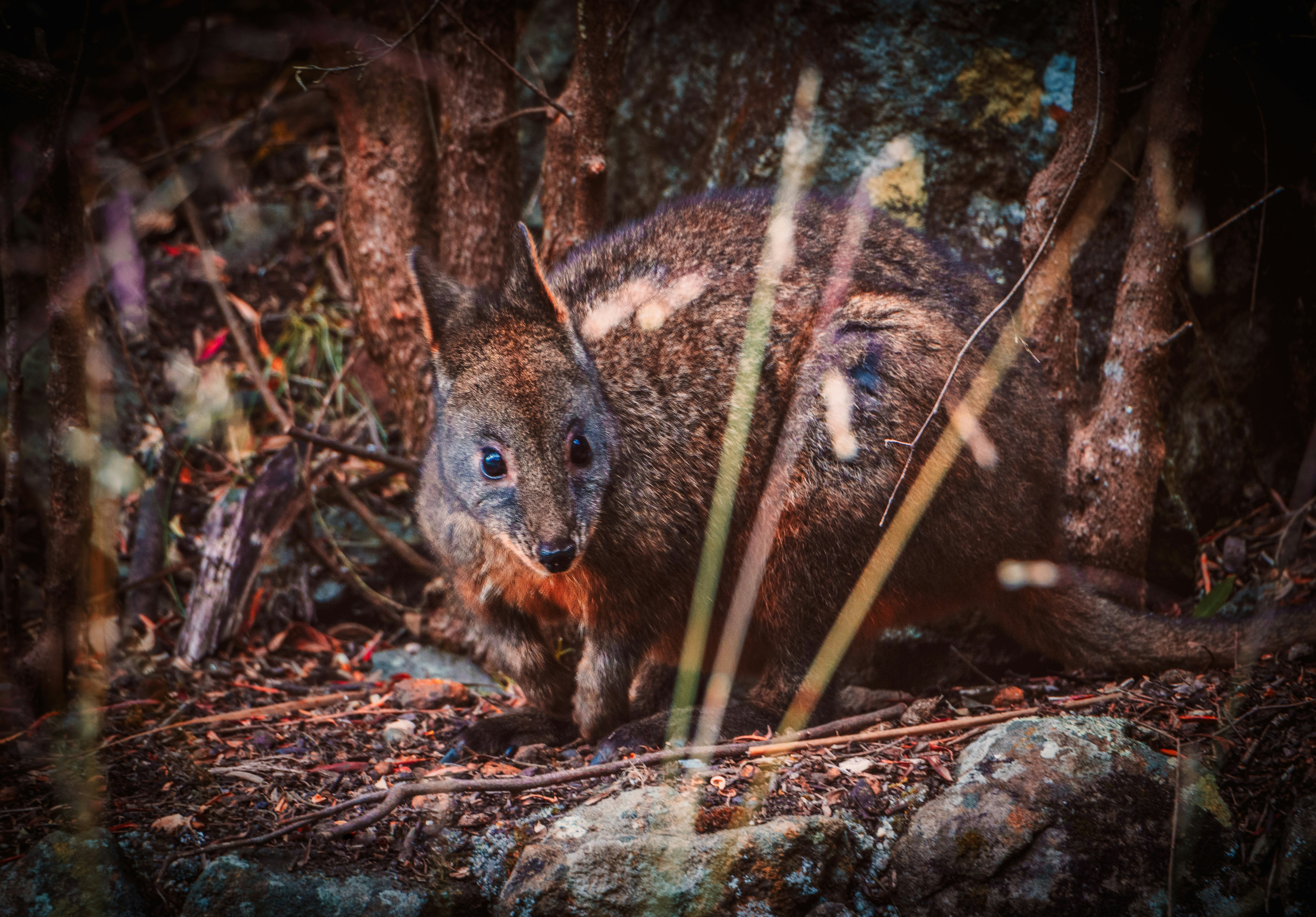brown and black rabbit on brown dried leaves