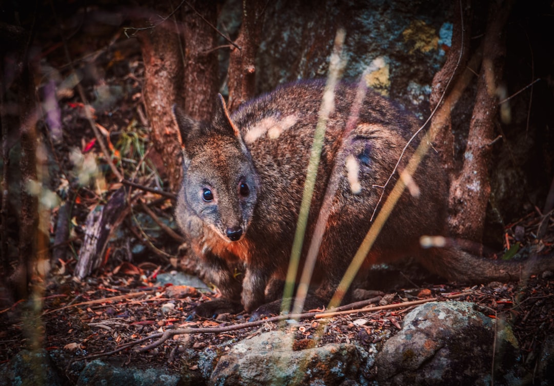 Wildlife photo spot Cataract Gorge Reserve Tasmania