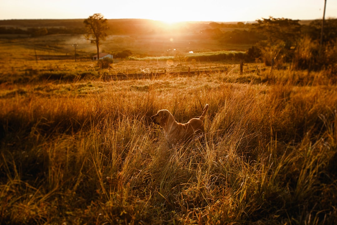 brown grass field during daytime