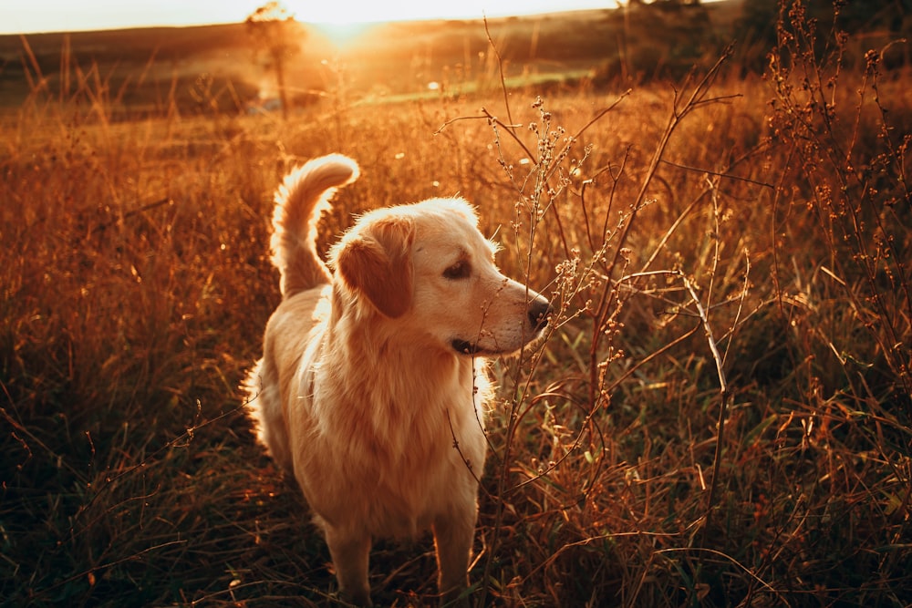 golden retriever sentado no campo de grama marrom durante o pôr do sol