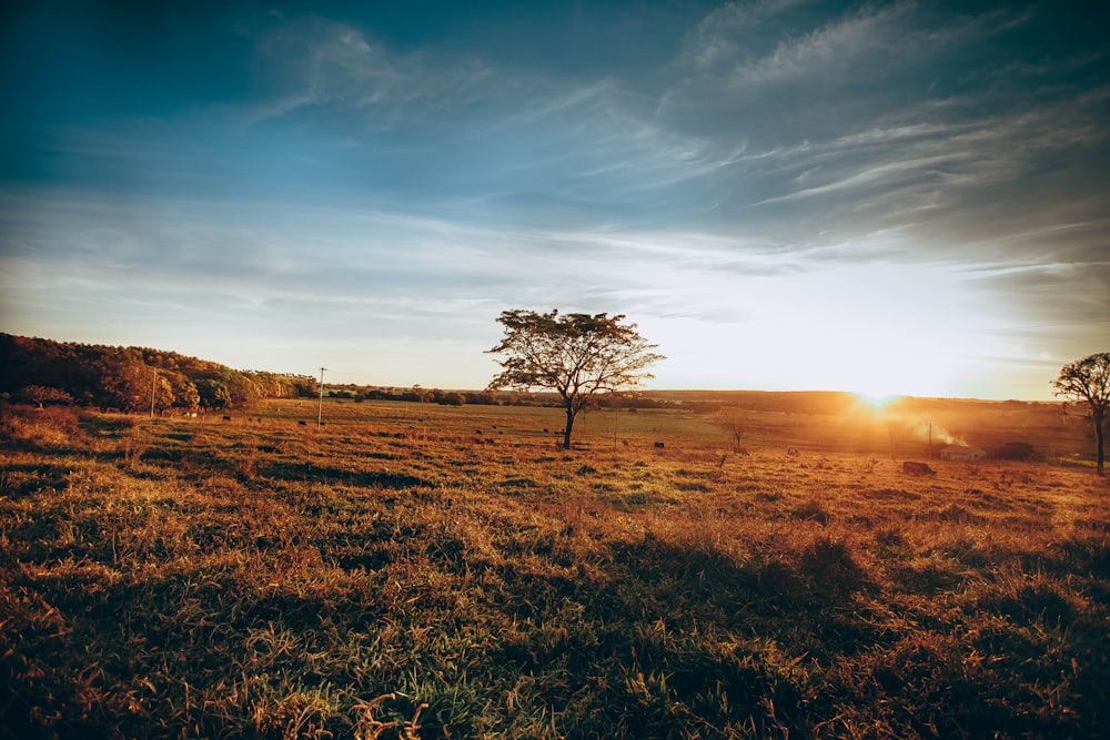 leafless tree on green grass field under blue sky during daytime