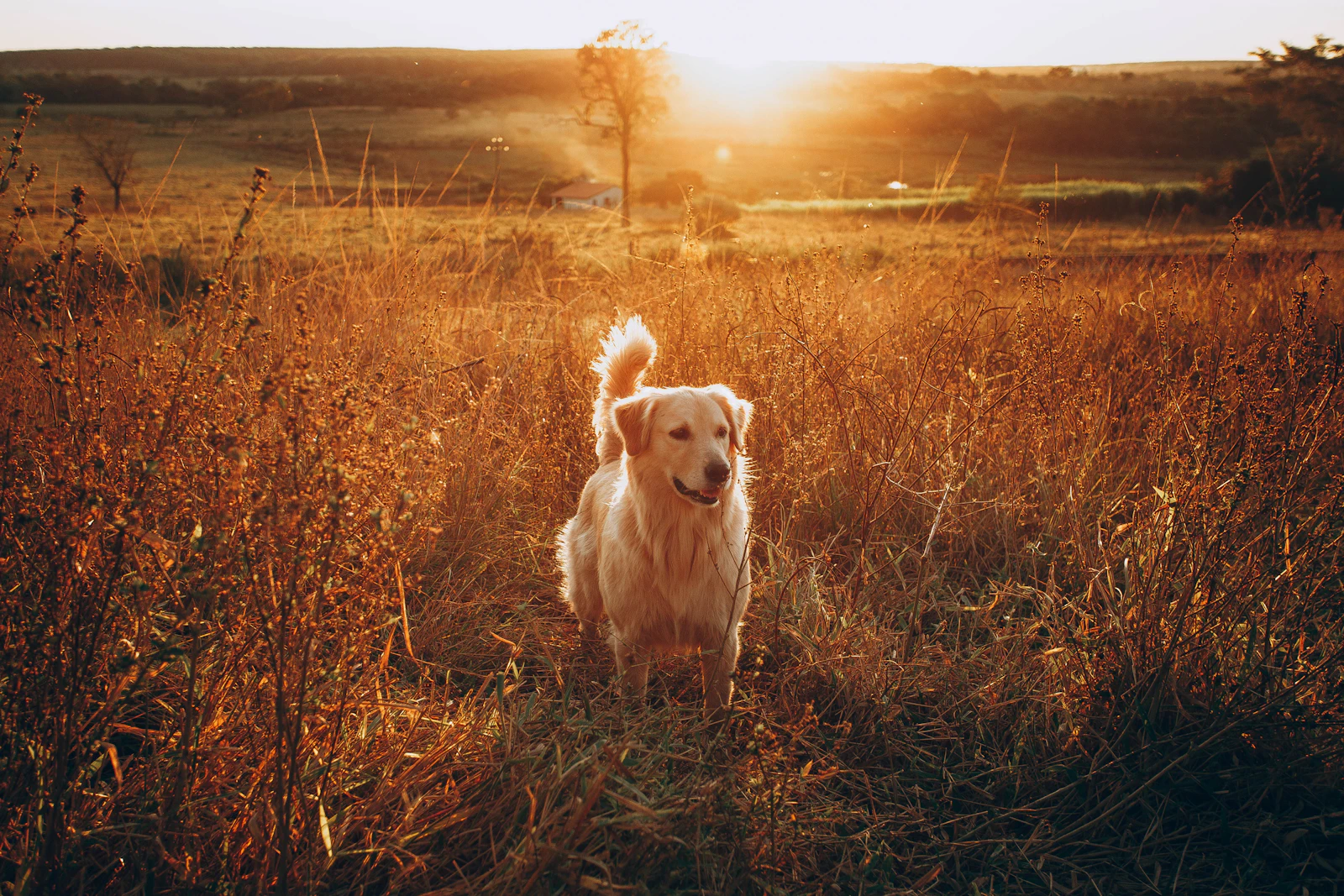 Golden Retriever filhote olhando atento para o tutor durante sessão de treino ao ar livre