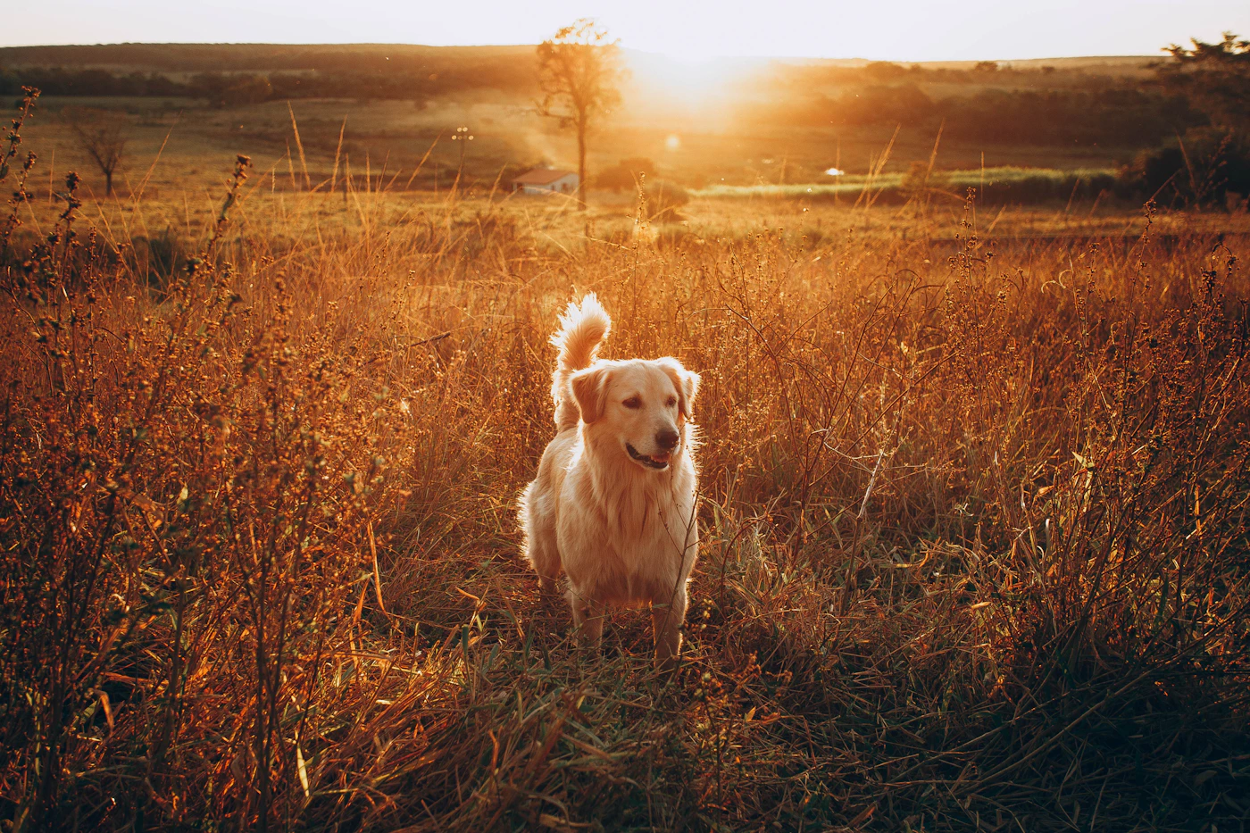 A golden retriever enjoying the evening sun in a grassy field