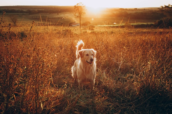 golden retriever sitting on brown grass field during sunset