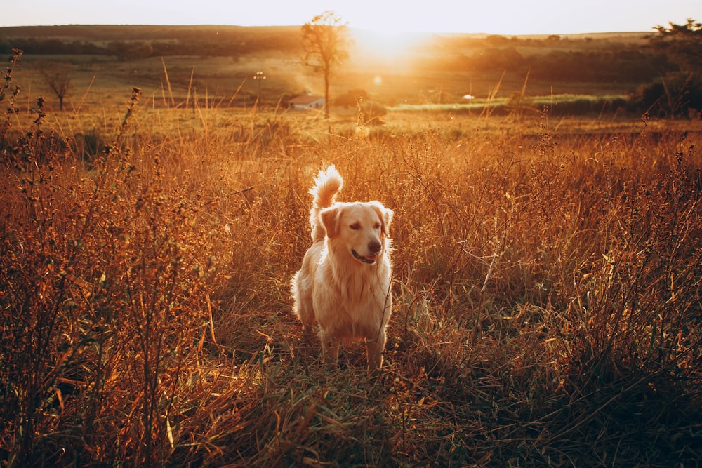 golden retriever sitting on brown grass field during sunset