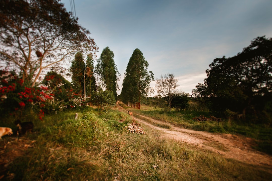 green trees and brown dirt road