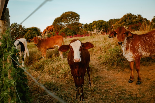 A group of cows stands in a grassy field surrounded by vibrant, lush vegetation. The scene is bathed in warm sunlight, highlighting the natural environment and the animals' diverse coloring. Trees in the distance add depth to the rural landscape.