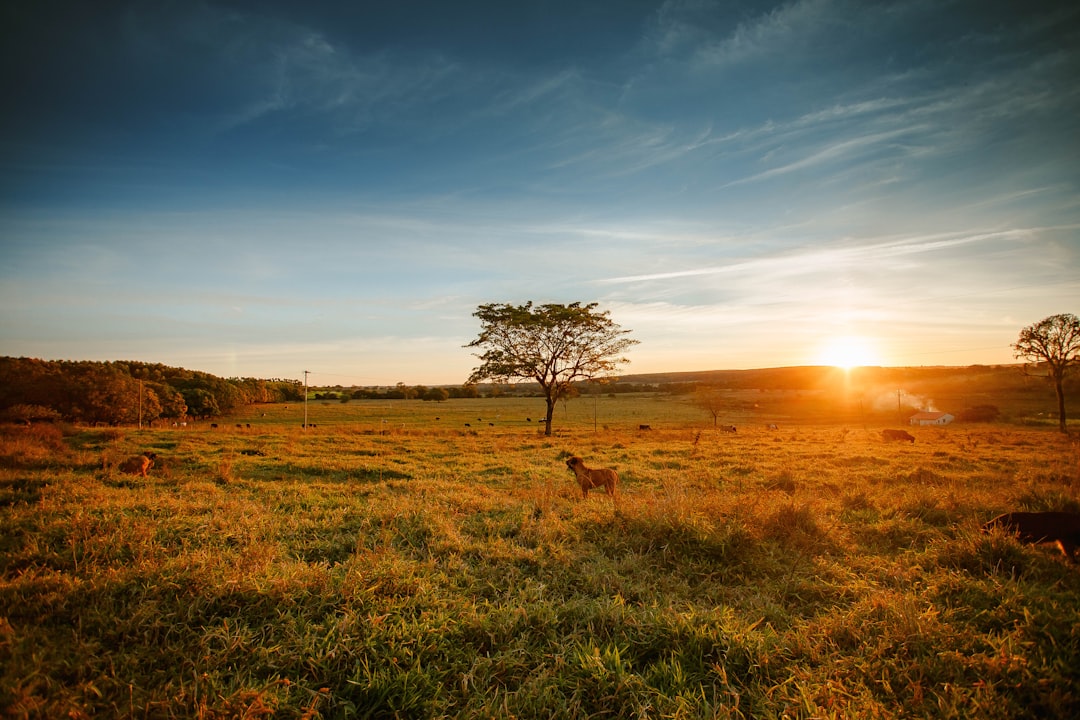 leafless tree on green grass field during sunset