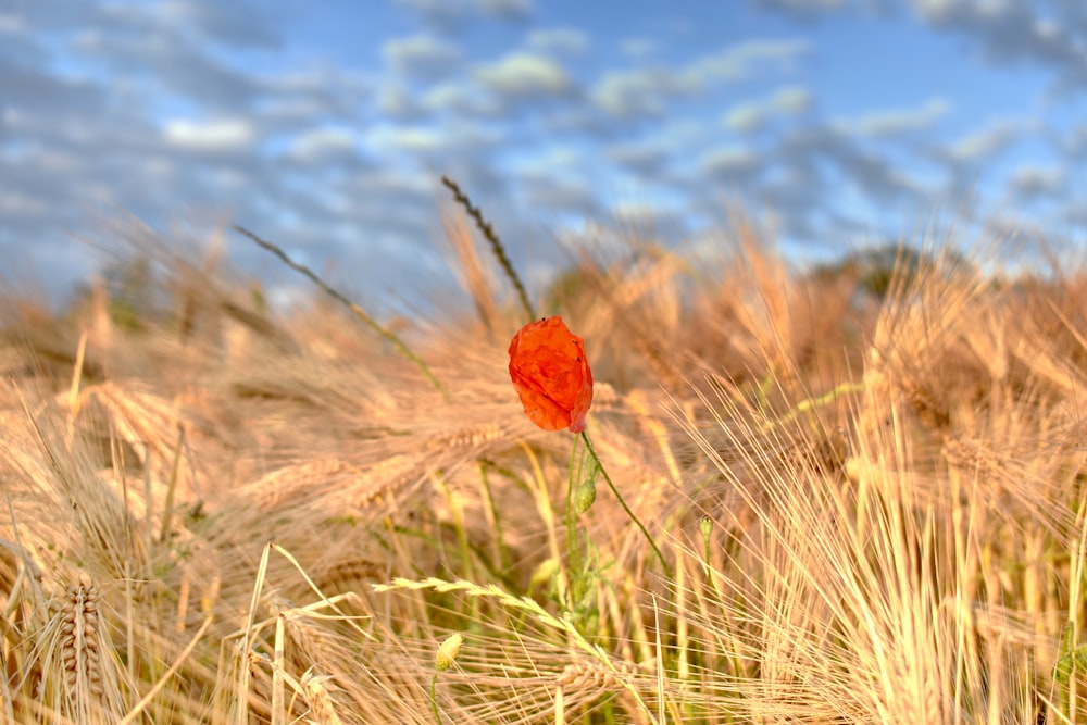 red flower in the middle of wheat field