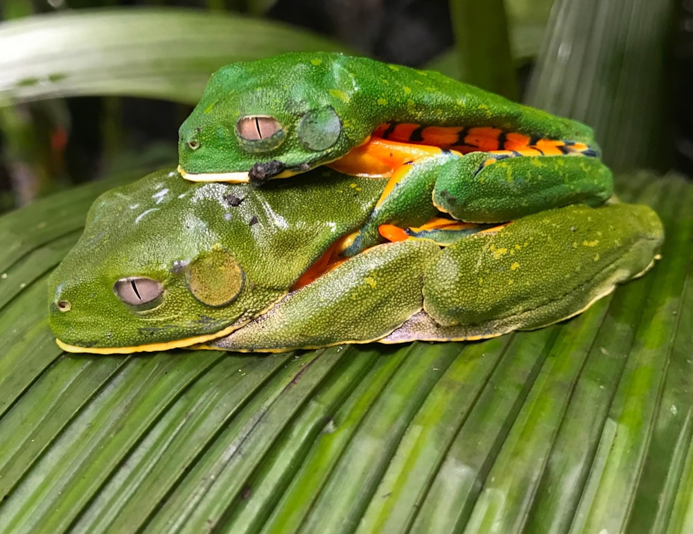 green frog on green leaf