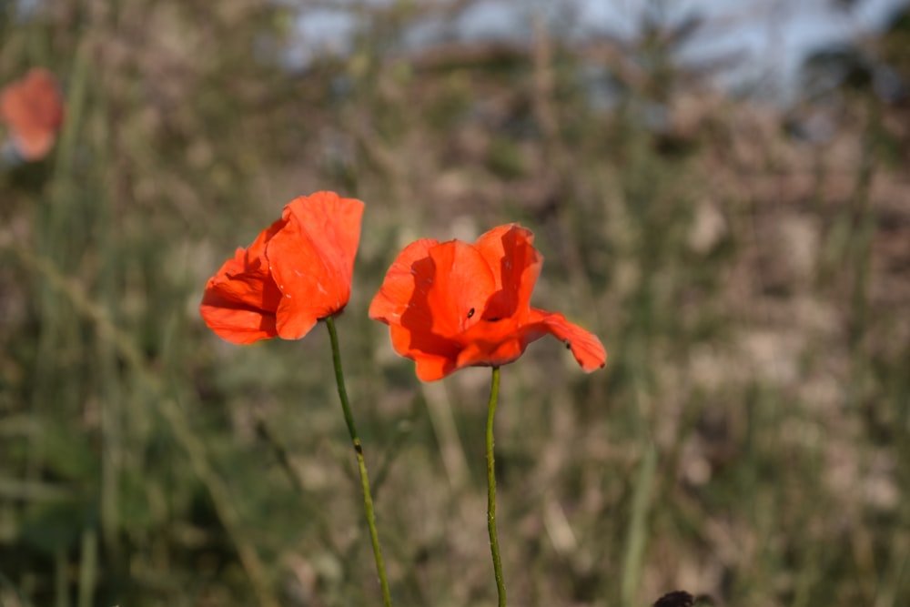 red flower in tilt shift lens