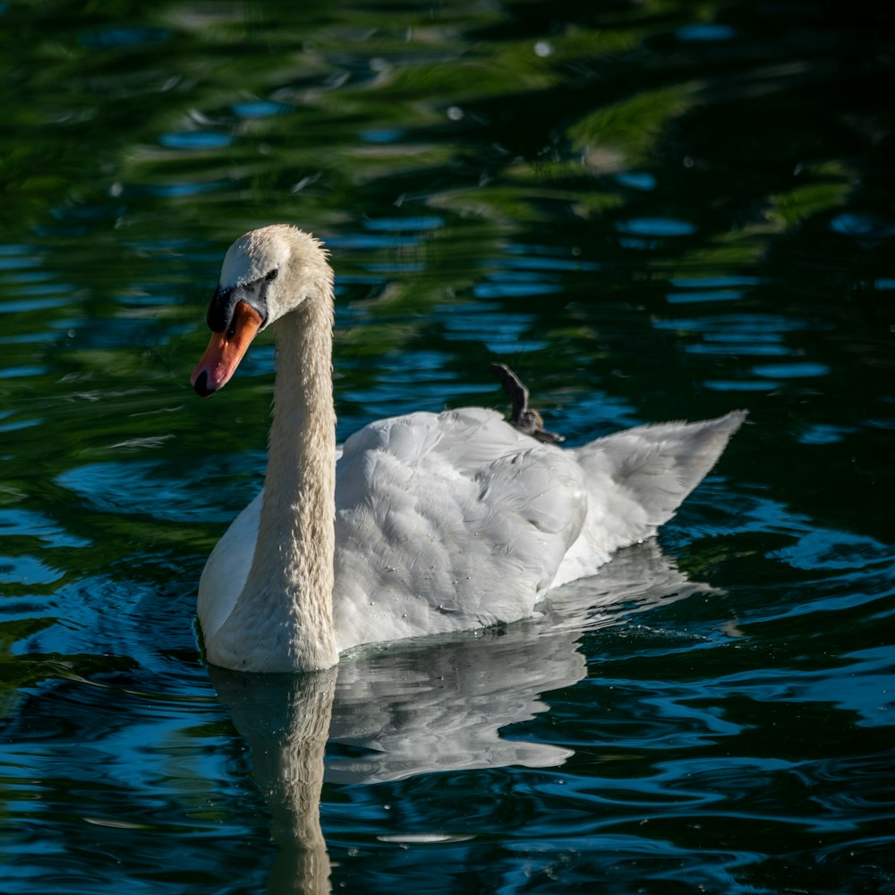 white swan on water during daytime