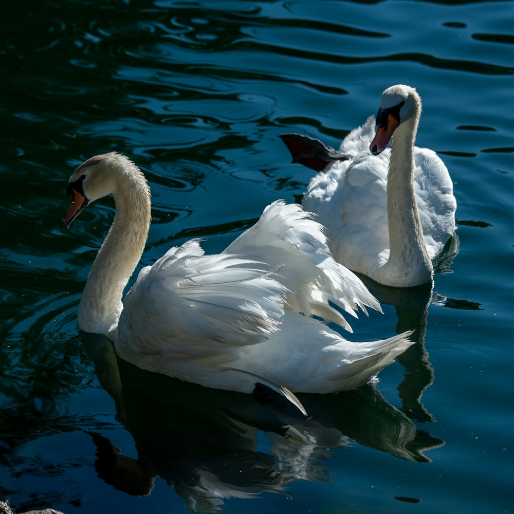 cisne branco na água durante o dia