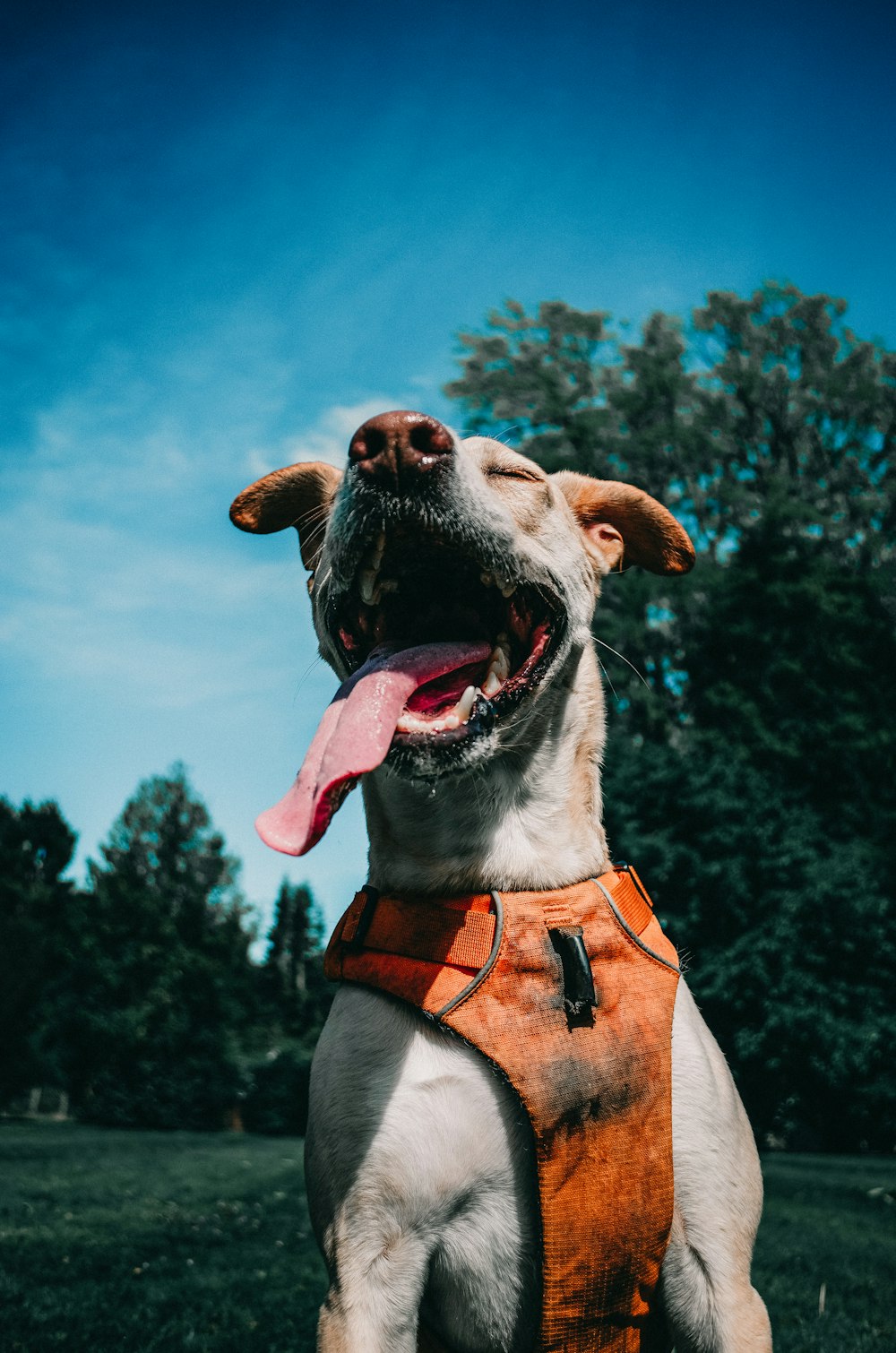 brown and white short coated dog