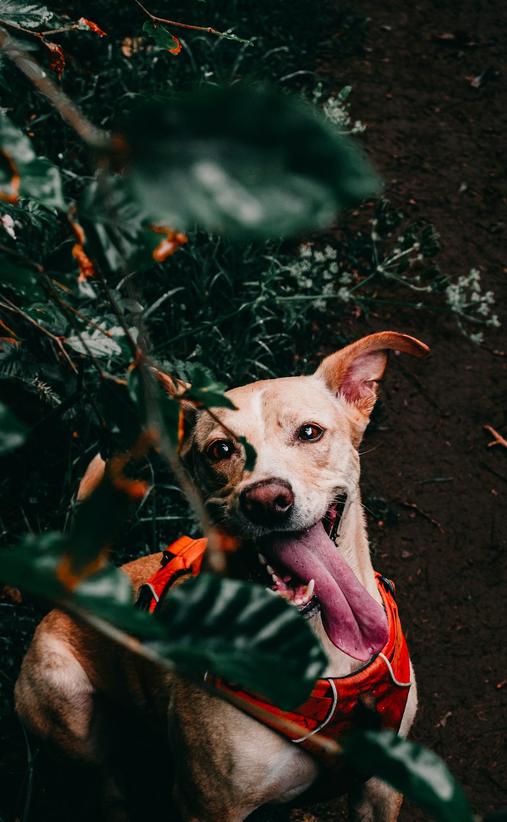 brown and white short coated dog on brown soil