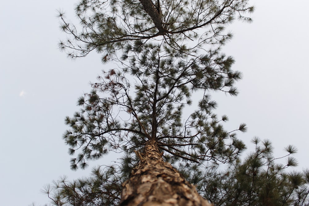 brown tree under blue sky during daytime