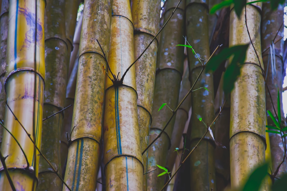 木に茶色の竹の棒