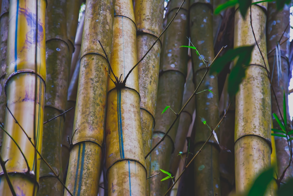 palos de bambú marrones en el árbol