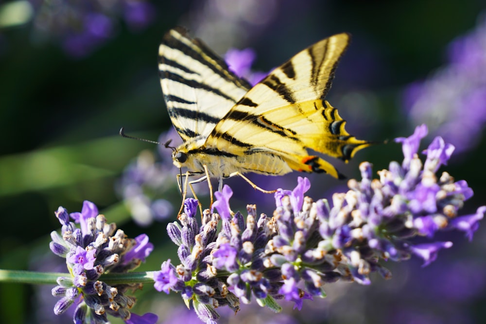 yellow and black butterfly perched on purple flower in close up photography during daytime