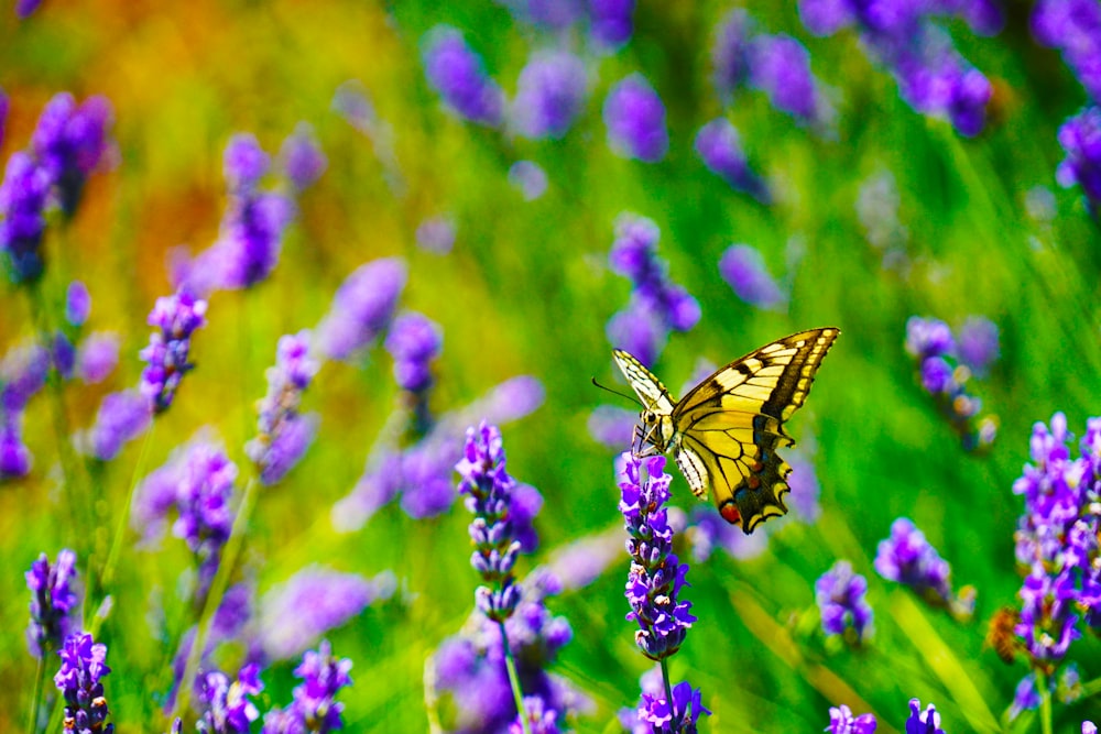 tiger swallowtail butterfly perched on purple flower in close up photography during daytime