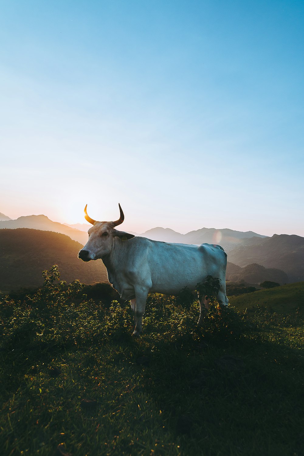 white cow on green grass field under white clouds during daytime