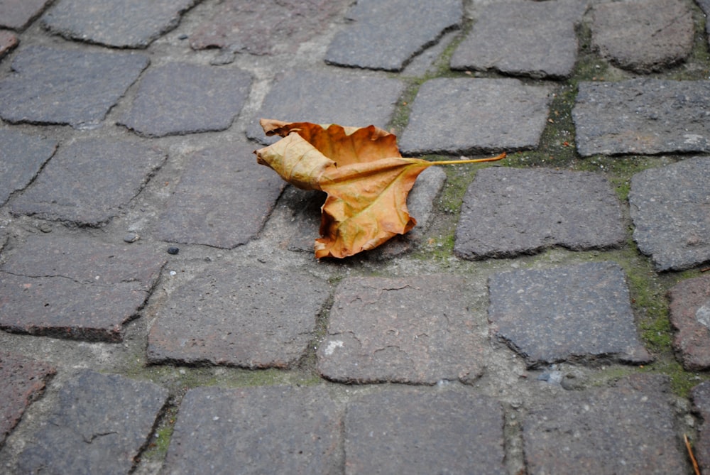 brown dried leaf on gray brick floor