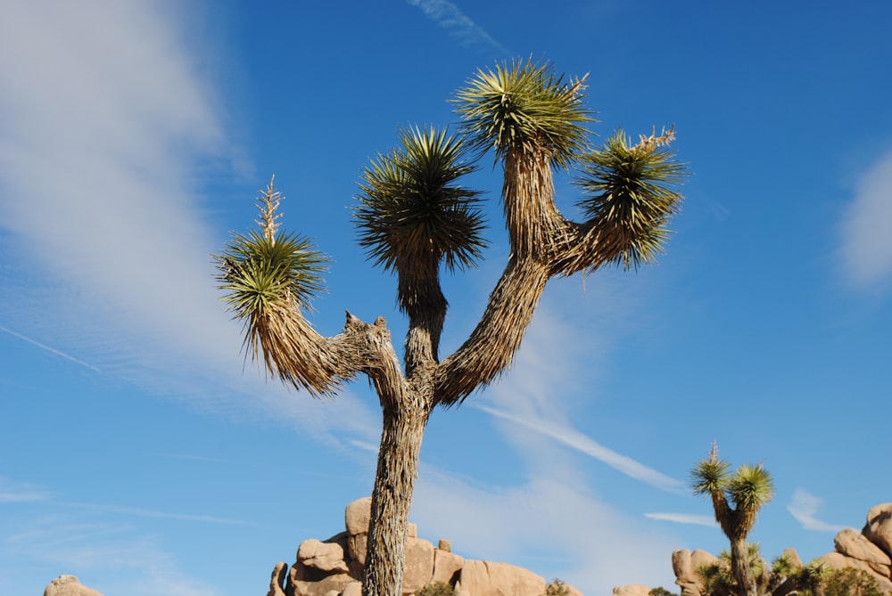 green palm tree on brown rock formation under blue sky during daytime