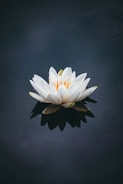 white lotus flower in bloom IN ANSCARI MORERA