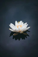 white lotus flower in bloom