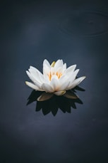 white lotus flower in bloom