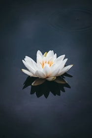 white lotus flower in bloom