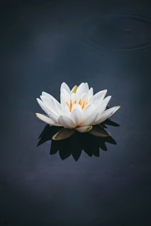 fleur de lotus blanche