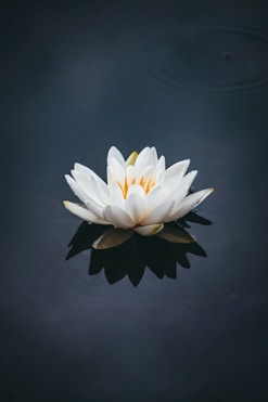 white lotus flower in bloom IN ANSCARI MORERA